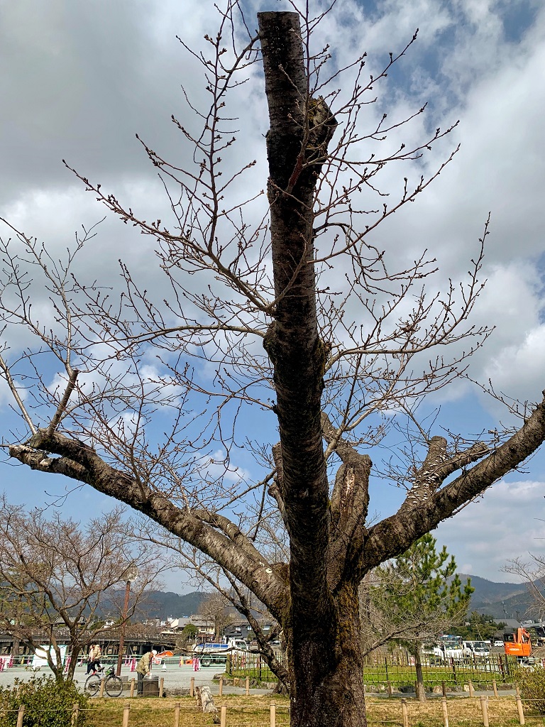 等待發芽