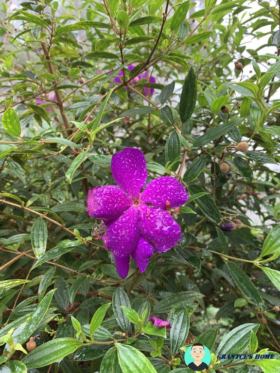 下雨過後的花朵